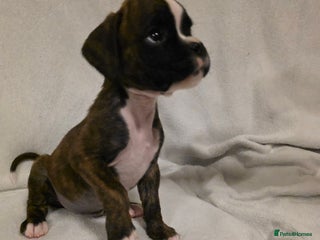 Boxer dogs Part European quality KC Reg Boxers - Advert 1