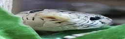 Corn Snake reptiles for sale: Corn Snake + Full Setup - Advert 1