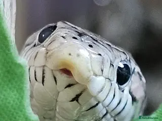 Corn Snake reptiles Corn Snake + Full Setup - Advert 2