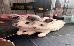Angora rabbits for sale: Gorgeous bonded English angoras x2  - Image 8
