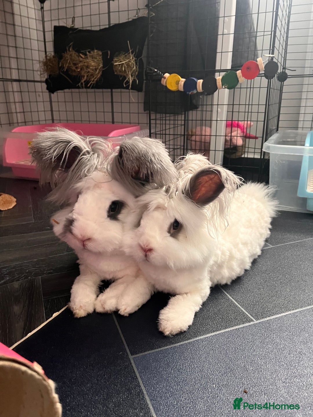 Angora rabbits for sale: Gorgeous bonded English angoras x2  - Image 8