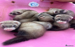 Ferret rodents for sale: Ferrets for sale  - Image 2