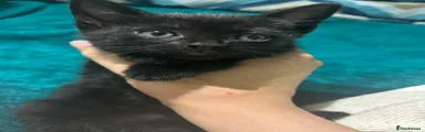 Black Kitten 3