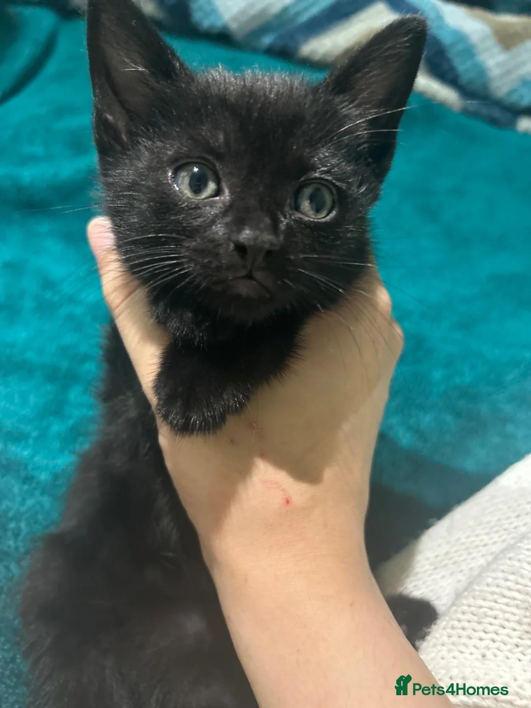 Mixed Breed cats for sale: Stunning Litter 7 Kittens - Come With Scratch Post in Nottingham - Advert 10