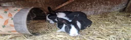 Dutch rabbits for sale: Diddy little Dutch buns- super friendly - M and F - Advert 16