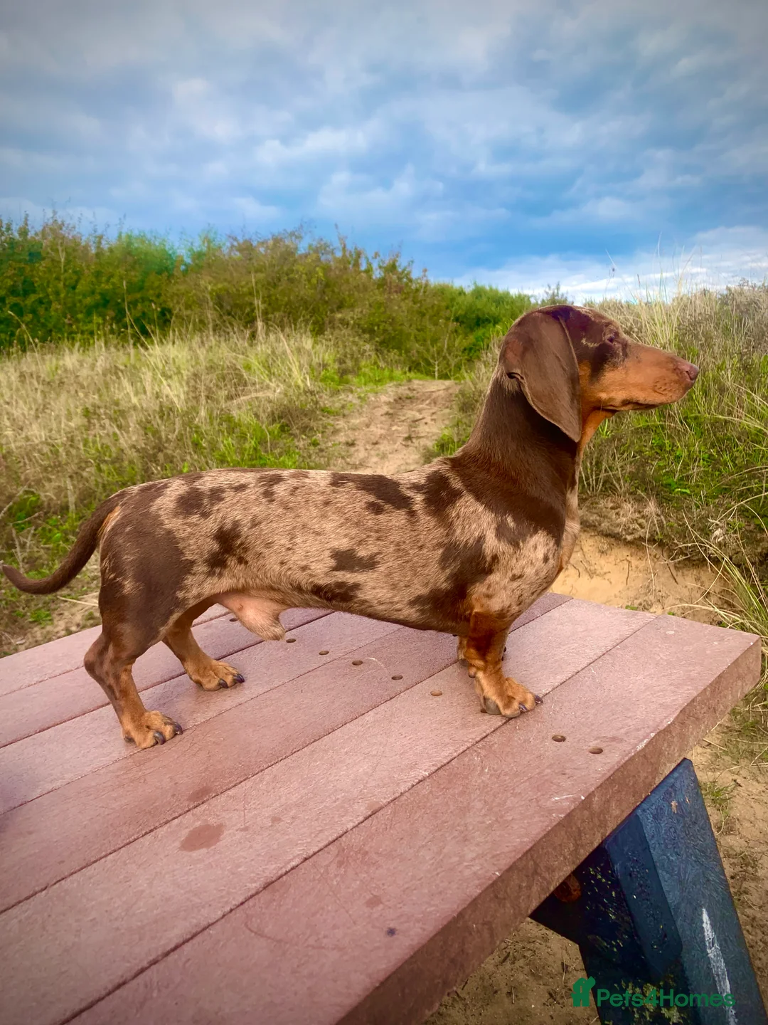 Miniature Dachshund dogs for stud: Richmond the sausage -KC Reg-DNA tested,Proven in Pentre - Advert 10