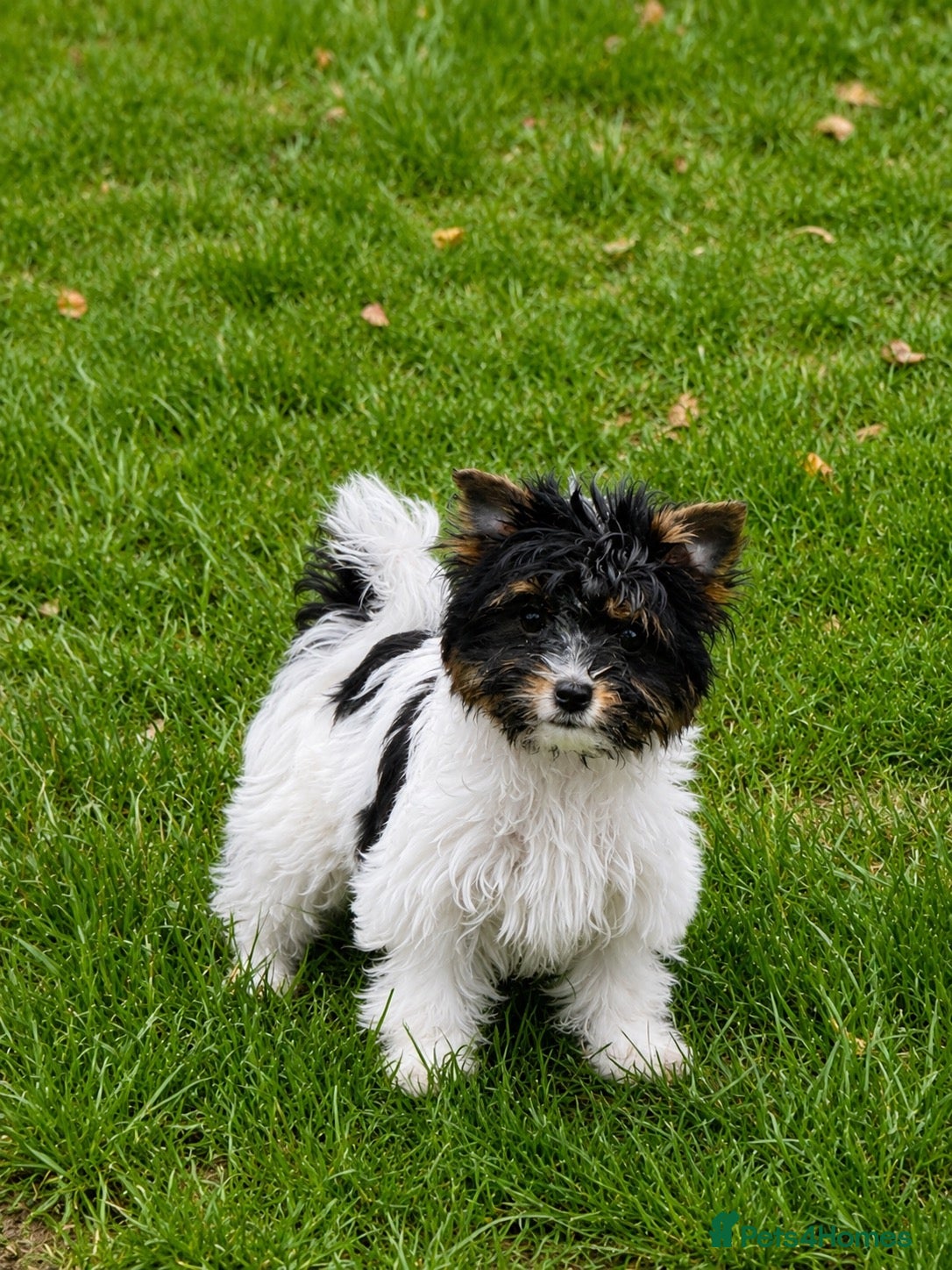 Yorkshire Terrier dogs Tiny Biewer Girl Fifi – Ready Now ❤️ - Advert 2