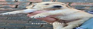 Golden Retriever PINK GIRL 