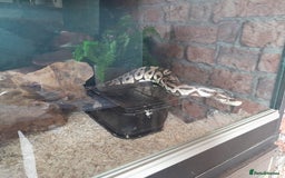 Python Snake reptiles for sale: Ball Python (Apollo) - Image 1