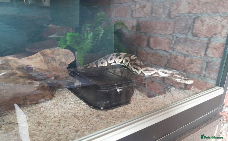 Python Snake reptiles - Advert 4