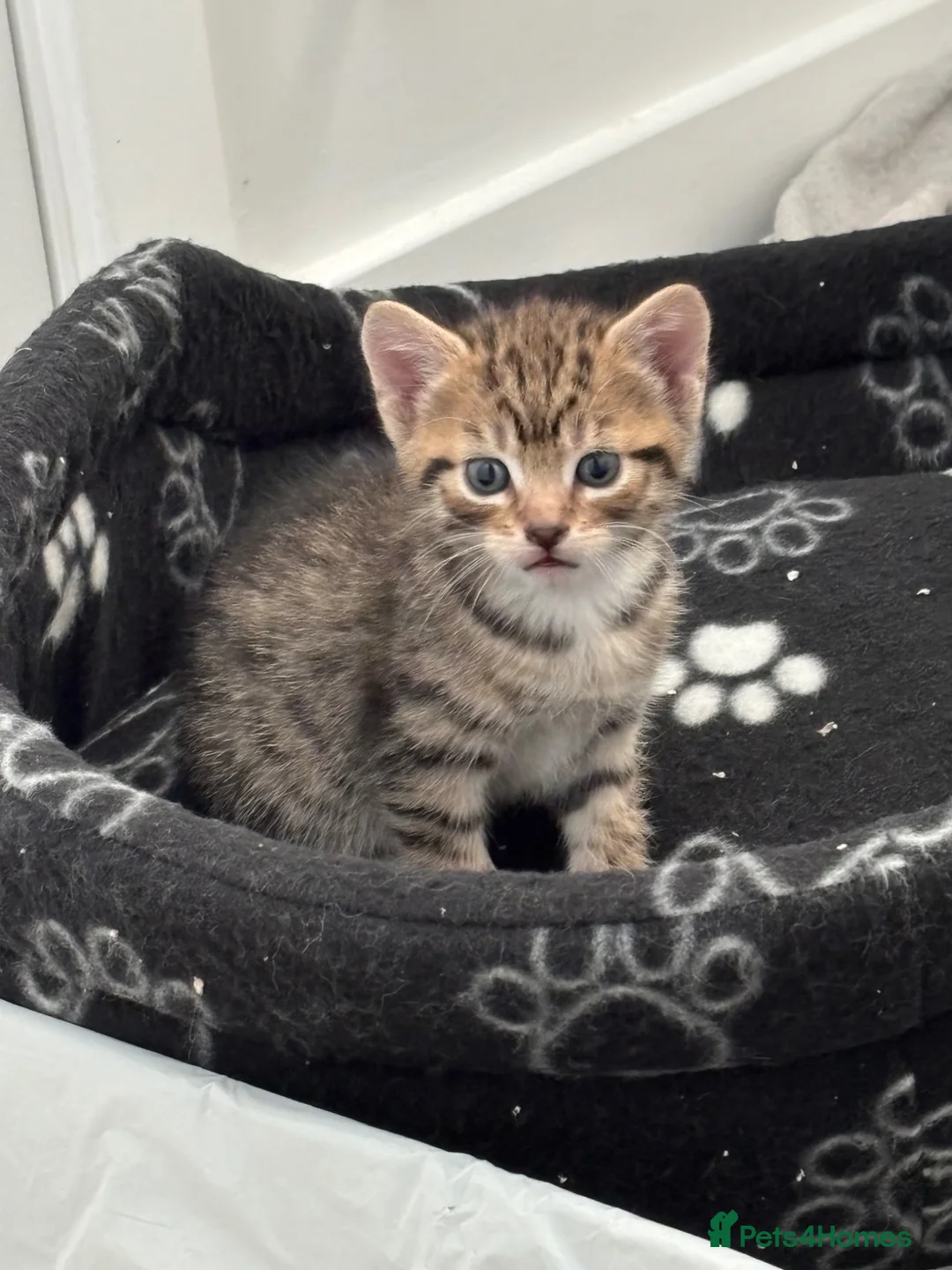 Mixed Breed cats for sale: Kittens for sale  - Advert 6