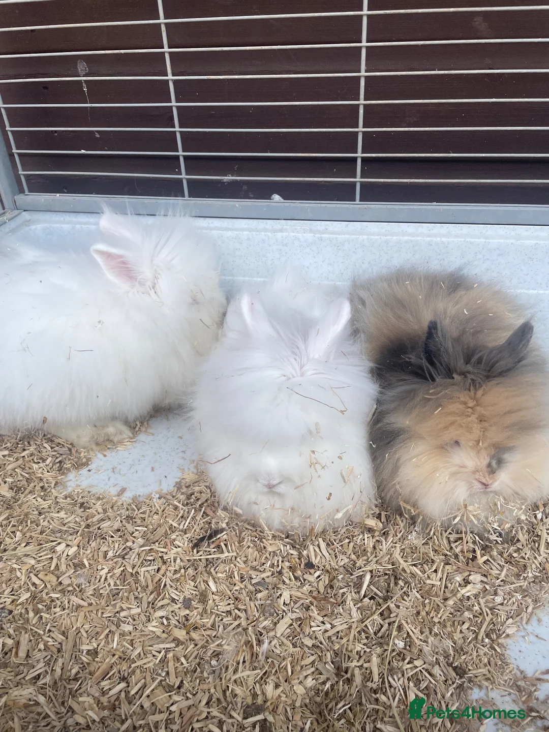Lionhead rabbits for sale: Gorgeous Double Lionhead Bunnies  - Advert 8