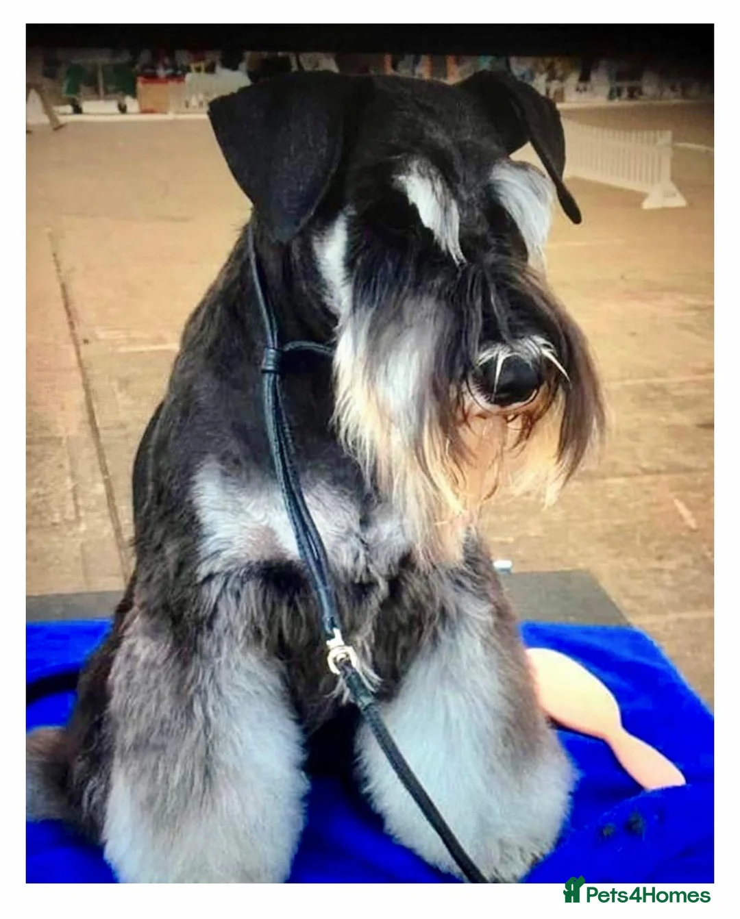 Miniature Schnauzer dogs for sale: Stunning Miniature Schnauzers - Advert 6