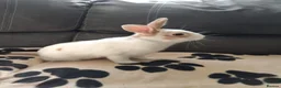 Mixed Breed rabbits for sale: 💙PEANUT & 💙BUTTER: TWO RESCUE BUNNIES(CASTRATED) in Burton-on-Trent - Advert 10