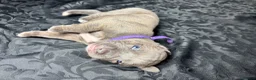 Mixed Breed dogs for sale: American Bull Staffy Puppies in Ramsgate - Advert 7