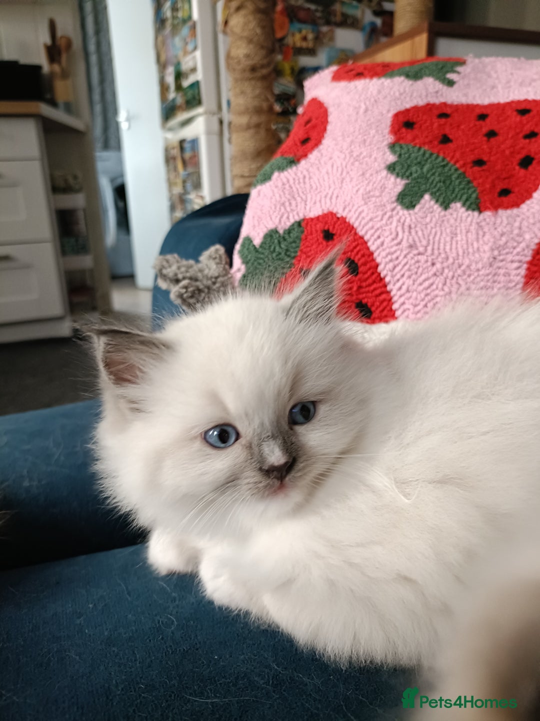 Ragdoll cats for sale: 💞 Beautiful Ragdoll 💞 - Image 17