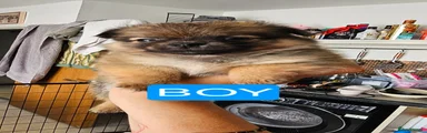 Pomchi 1