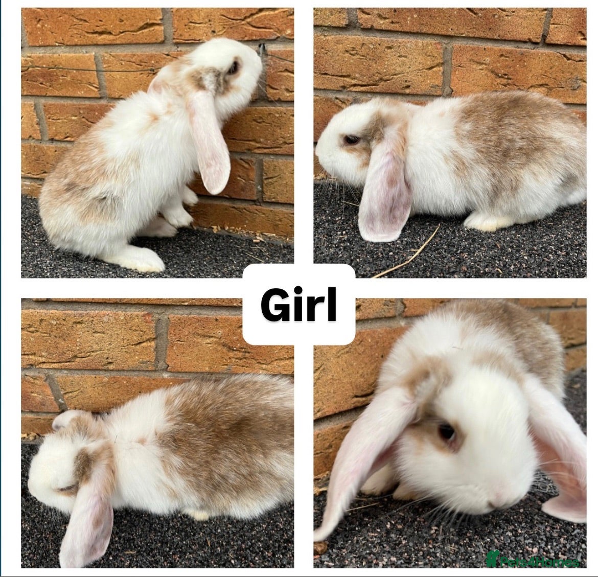 French Lop rabbits 🐰 Full Giant French Lops Ready to Leave 🐰 - Advert 2