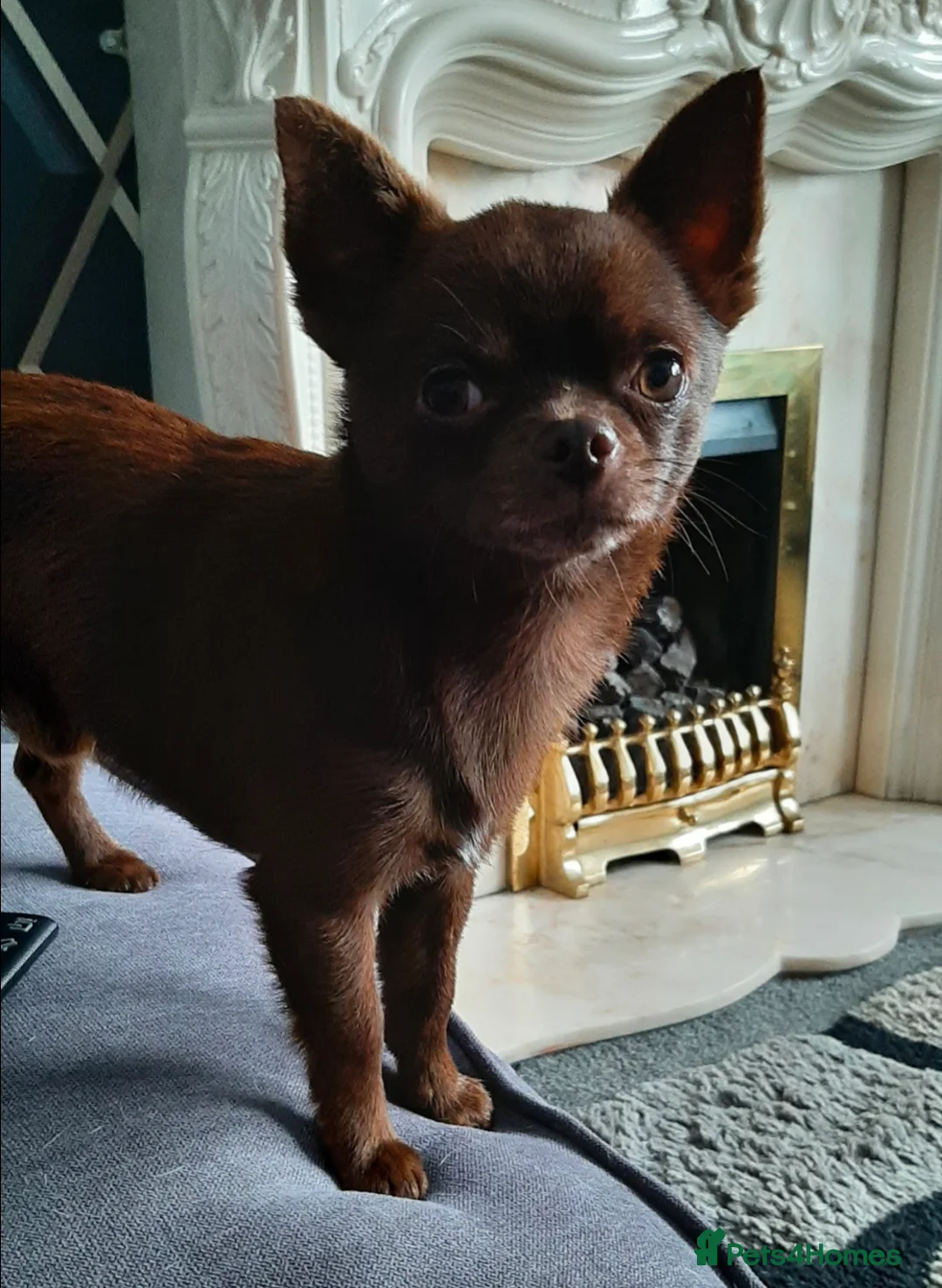 Chihuahua dogs for stud: FREDERICK VON LOVEHUNTER KC Champion heritage Stud in Chorley - Advert 15