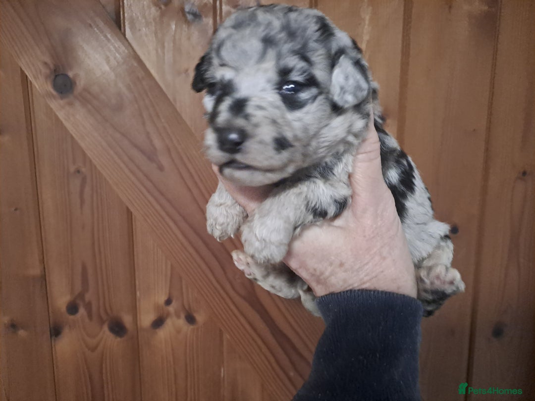 Labradoodle dogs for sale: Gorgeous Mini Labradoodle Puppies - Advert 5