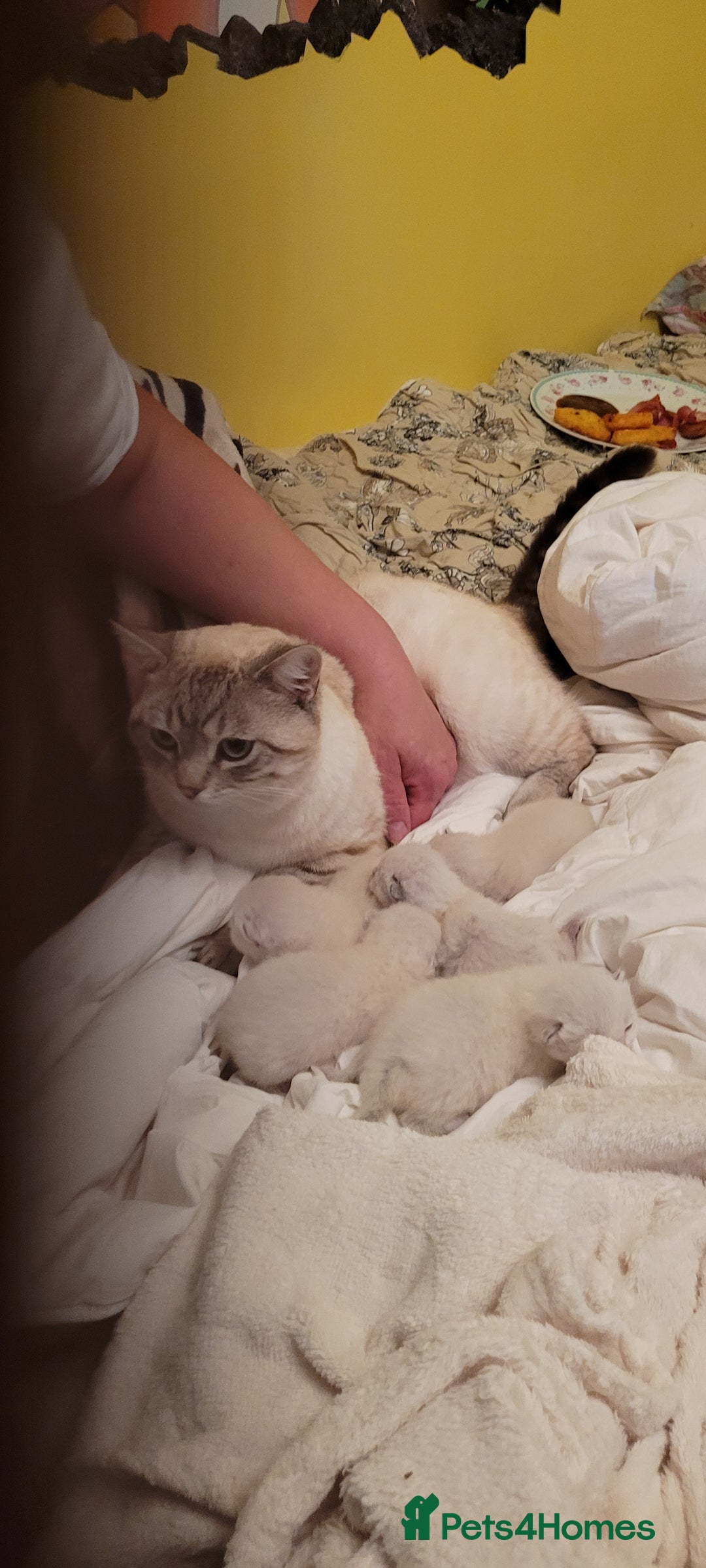 Scottish Fold cats for sale: Scottish fold kittens with blue eyes  - Image 21