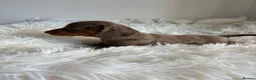 Miniature Dachshund dogs for sale: KC registered minture dashounds  - Advert 8