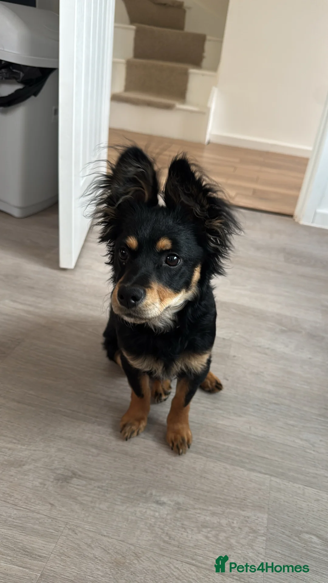 Mixed Breed dogs for sale: 🐾Havapoo for sale 5 ⭐ home only🐾 1.5 years old  - Advert 4