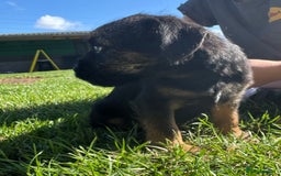 Border Terrier dogs for sale: Border terrier puppies for sale - Image 6