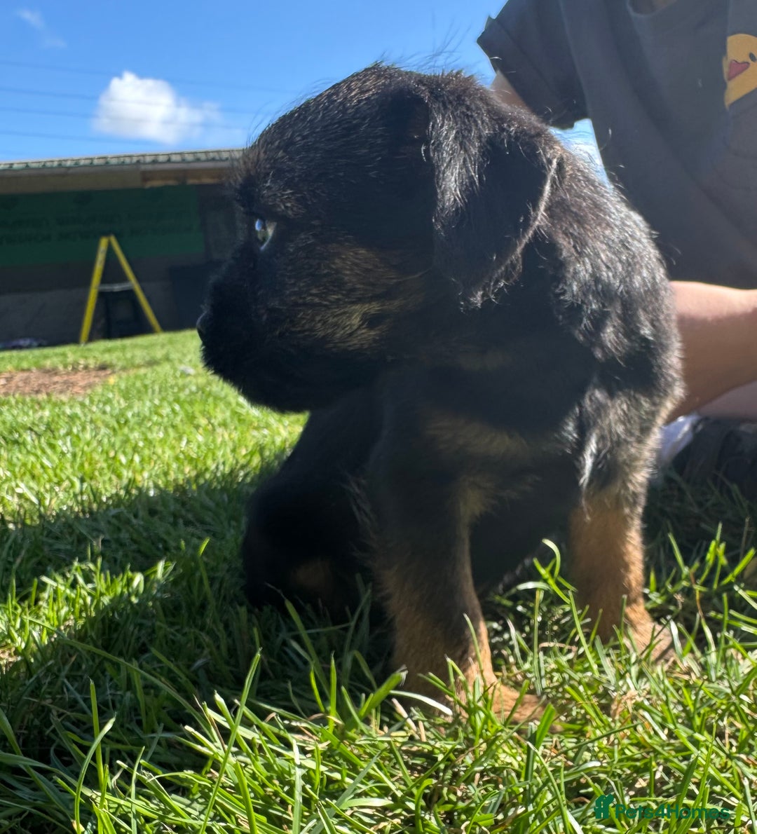 Border Terrier dogs for sale: Border terrier puppies for sale - Image 6