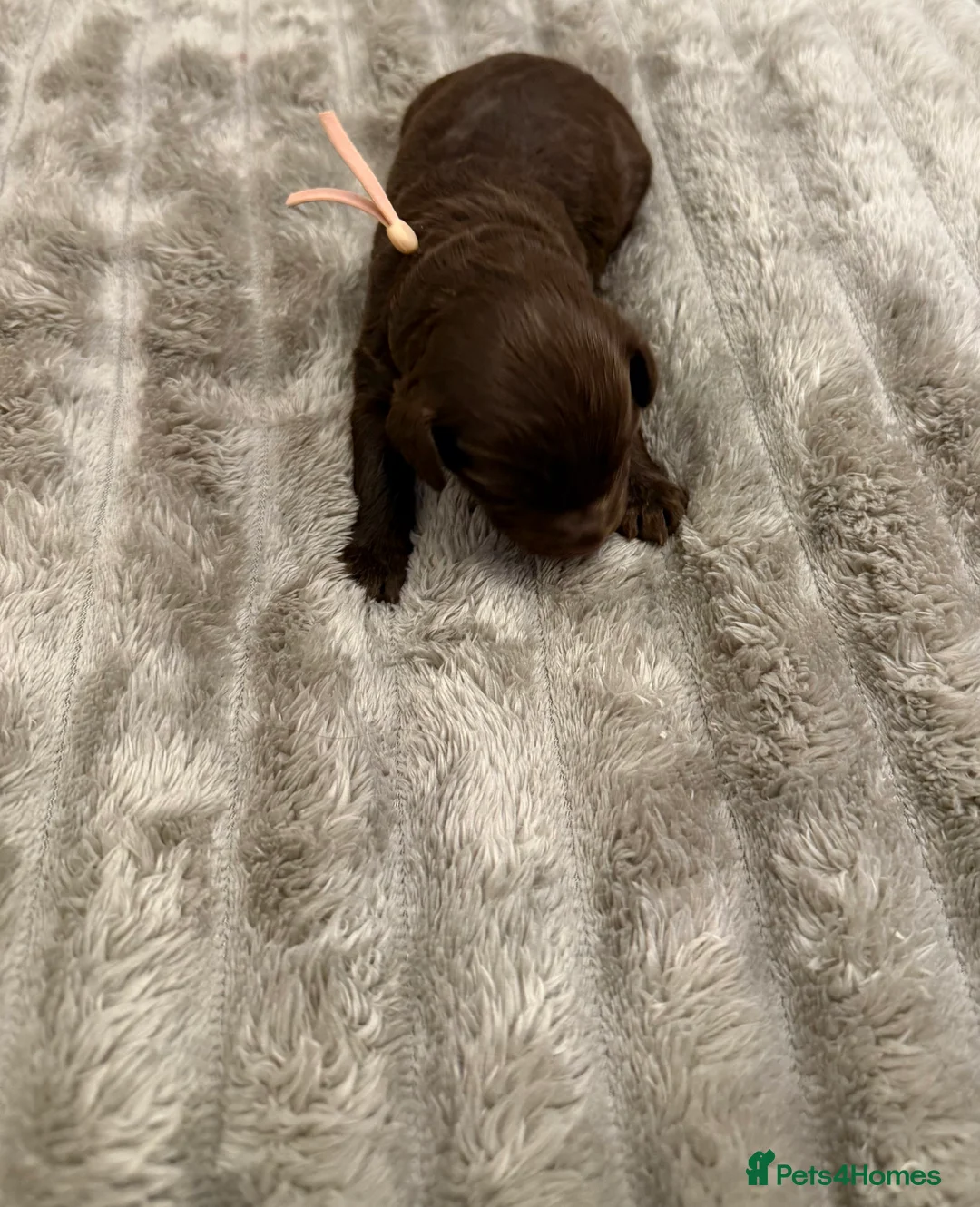 Cavapoo dogs for sale: Beautiful litter of 8 Cavapoos  - Advert 11