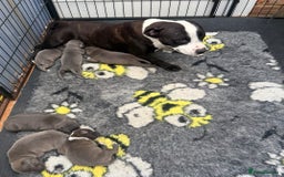 Staffordshire Bull Terrier dogs for sale: Adorable KC Reg/Health Tested SBT Puppies - Image 24
