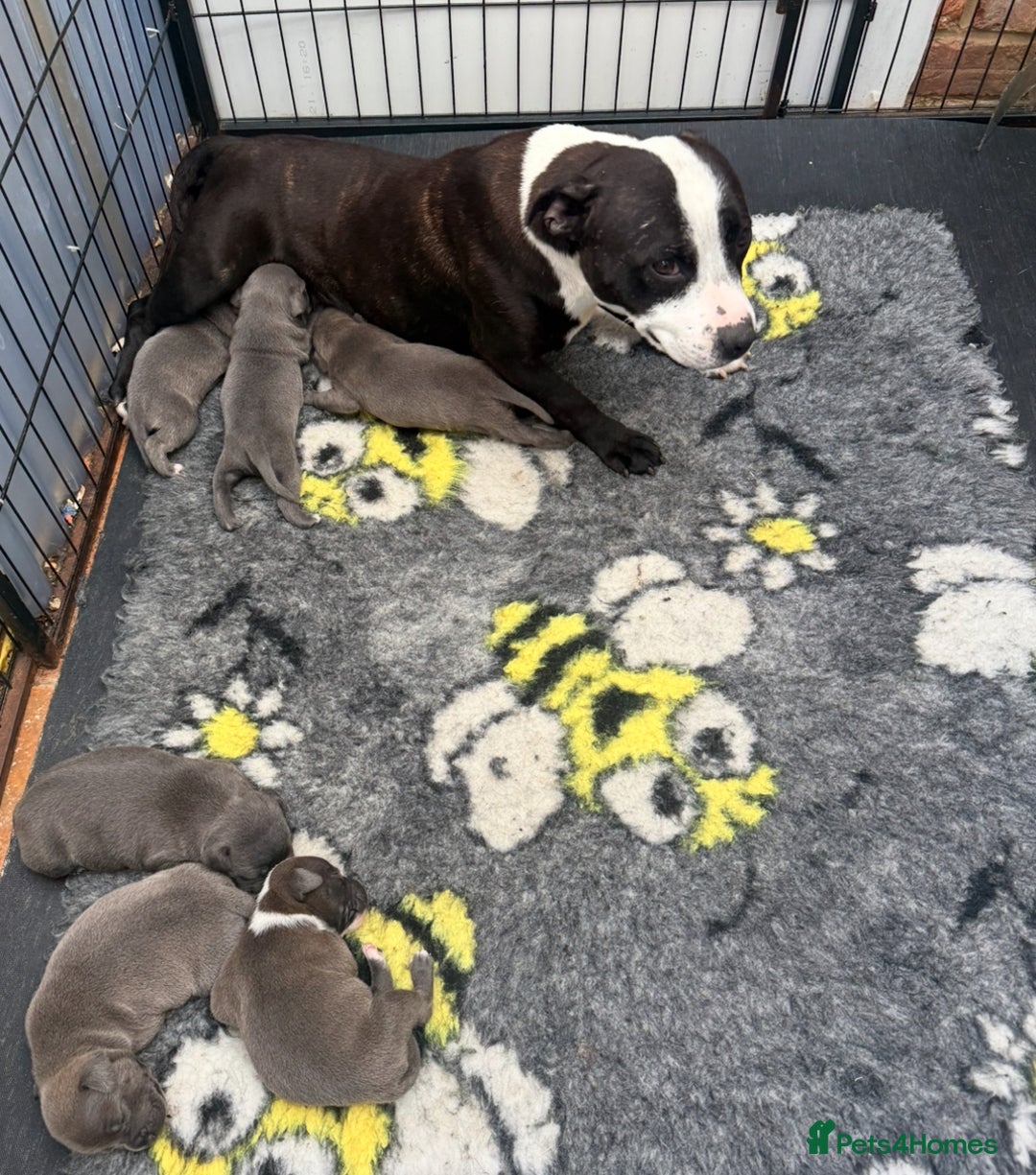 Staffordshire Bull Terrier dogs for sale: Adorable KC Reg/Health Tested SBT Puppies - Image 24