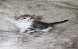 Mixed Breed cats for sale: Mixed breed kittens  - Image 5
