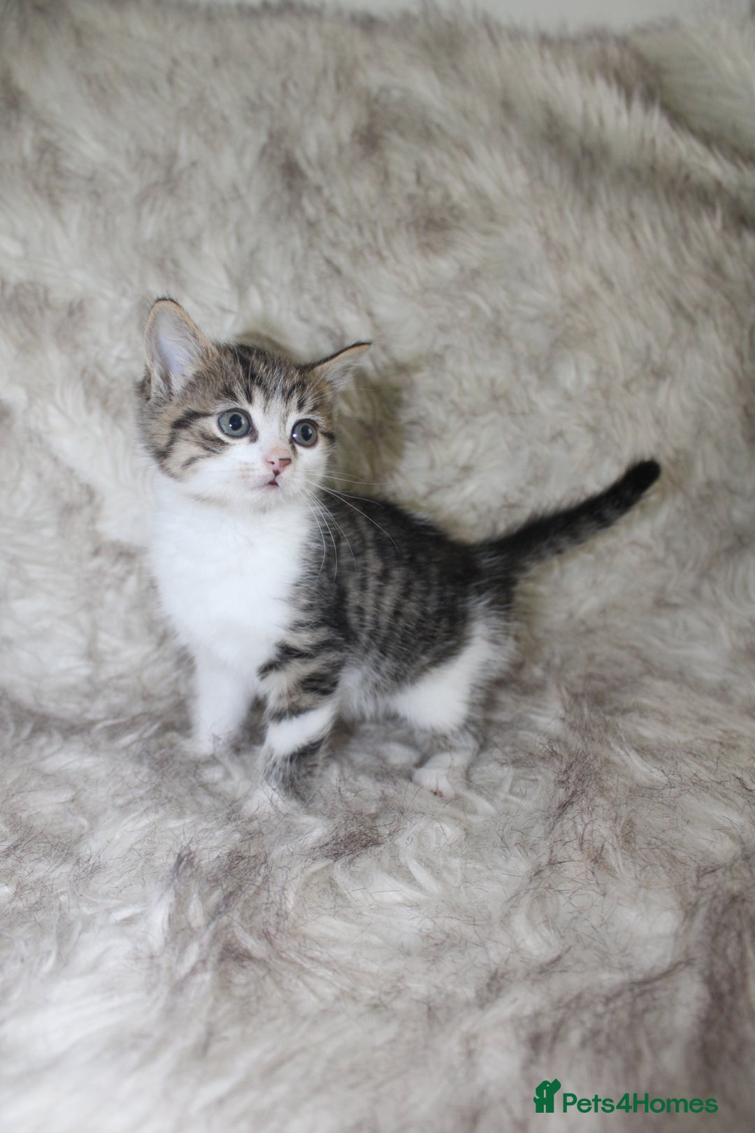 Mixed Breed cats for sale: Mixed breed kittens  - Image 5