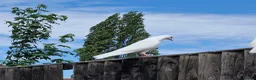 Pigeons birds for sale: White tumbler pigeons  - Advert 5