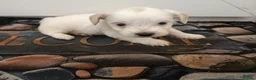 Maltese dogs for sale: 5 beautiful maltese puppies ready for new home. - Advert 3