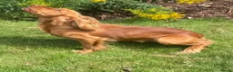 Cocker Spaniel dogs for stud: Health Tested Working Cocker  - Advert 13