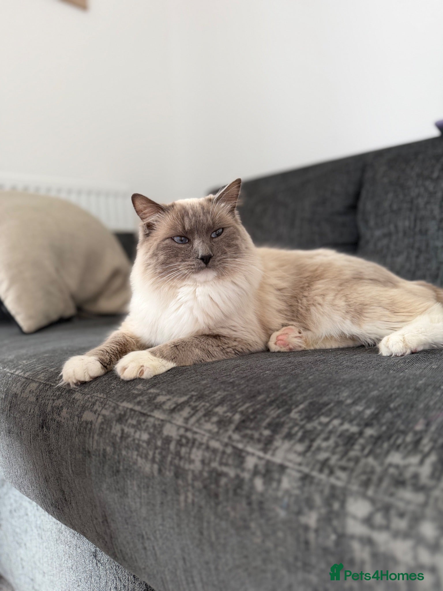 Ragdoll cats Gorgeous pure ragdoll male for rehoming🐈‍⬛ - Advert 5