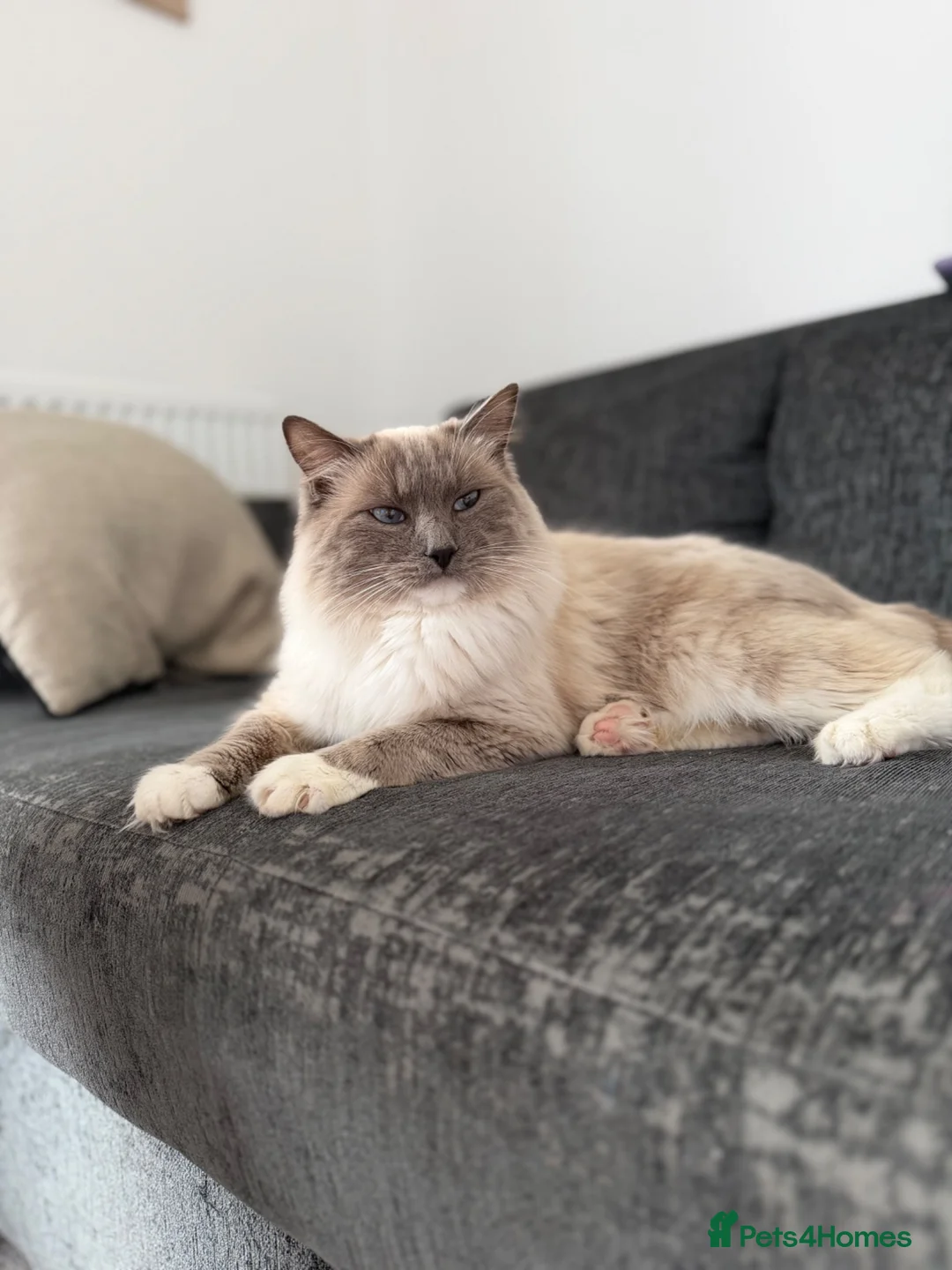 Ragdoll cats for sale: Gorgeous pure ragdoll male for rehoming🐈‍⬛ - Advert 1