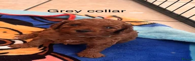 Cavapoo 1 Grey collar 