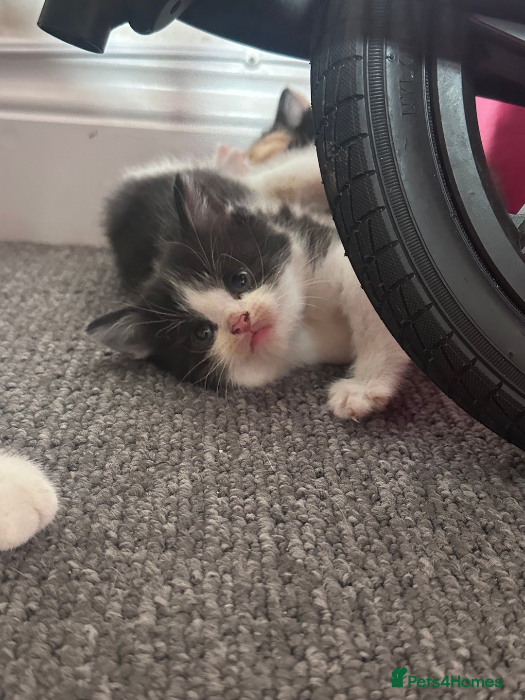 Mixed Breed cats for sale: 5 beautiful kittens for sale  - Image 17