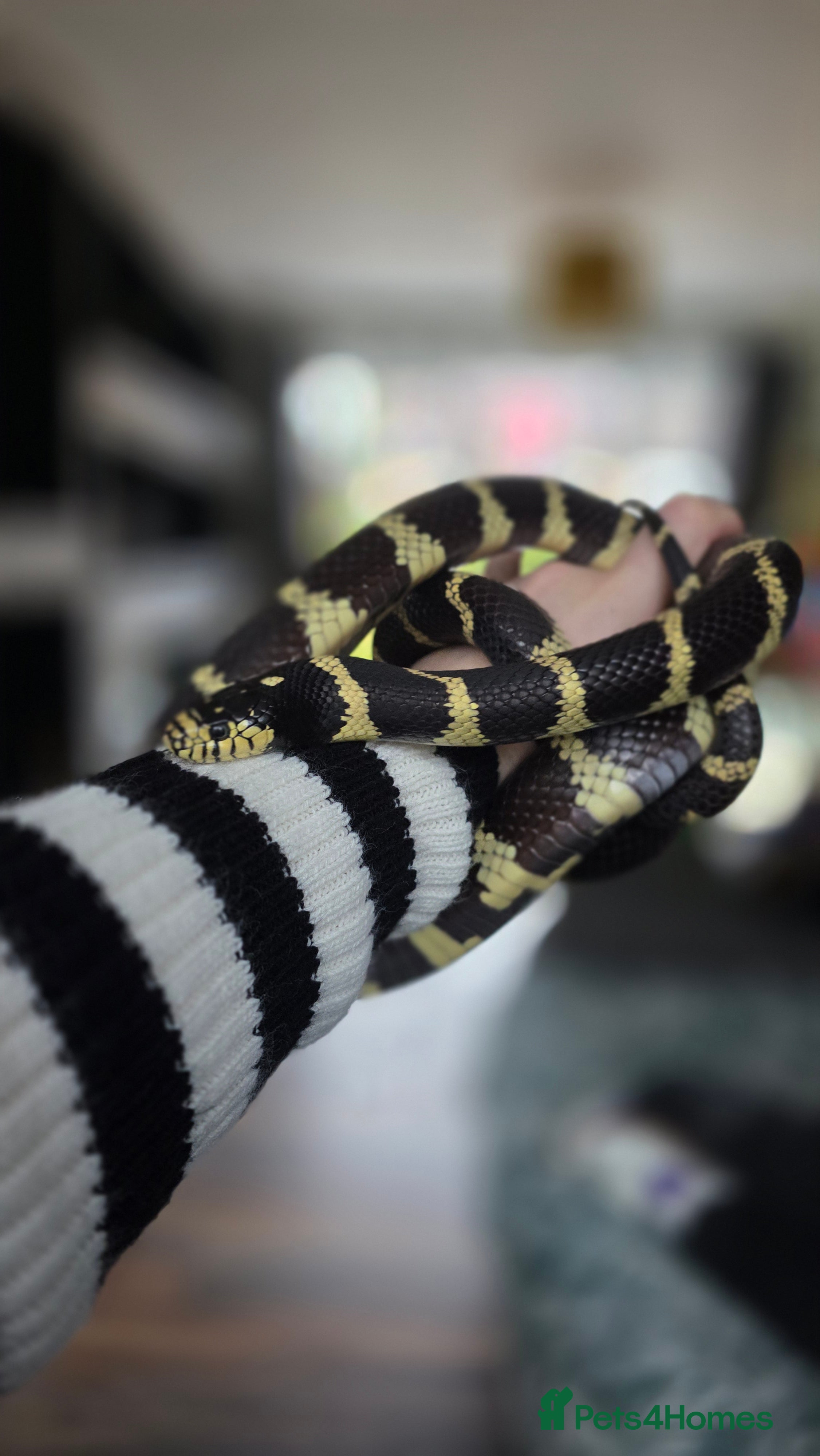 King Snake reptiles King Snake - Advert 10