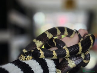 King Snake reptiles King Snake - Advert 10