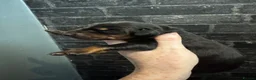 Dobermann dogs for sale: ❌ ready monday❌Health tested Dobermans not Kc reg  - Advert 40