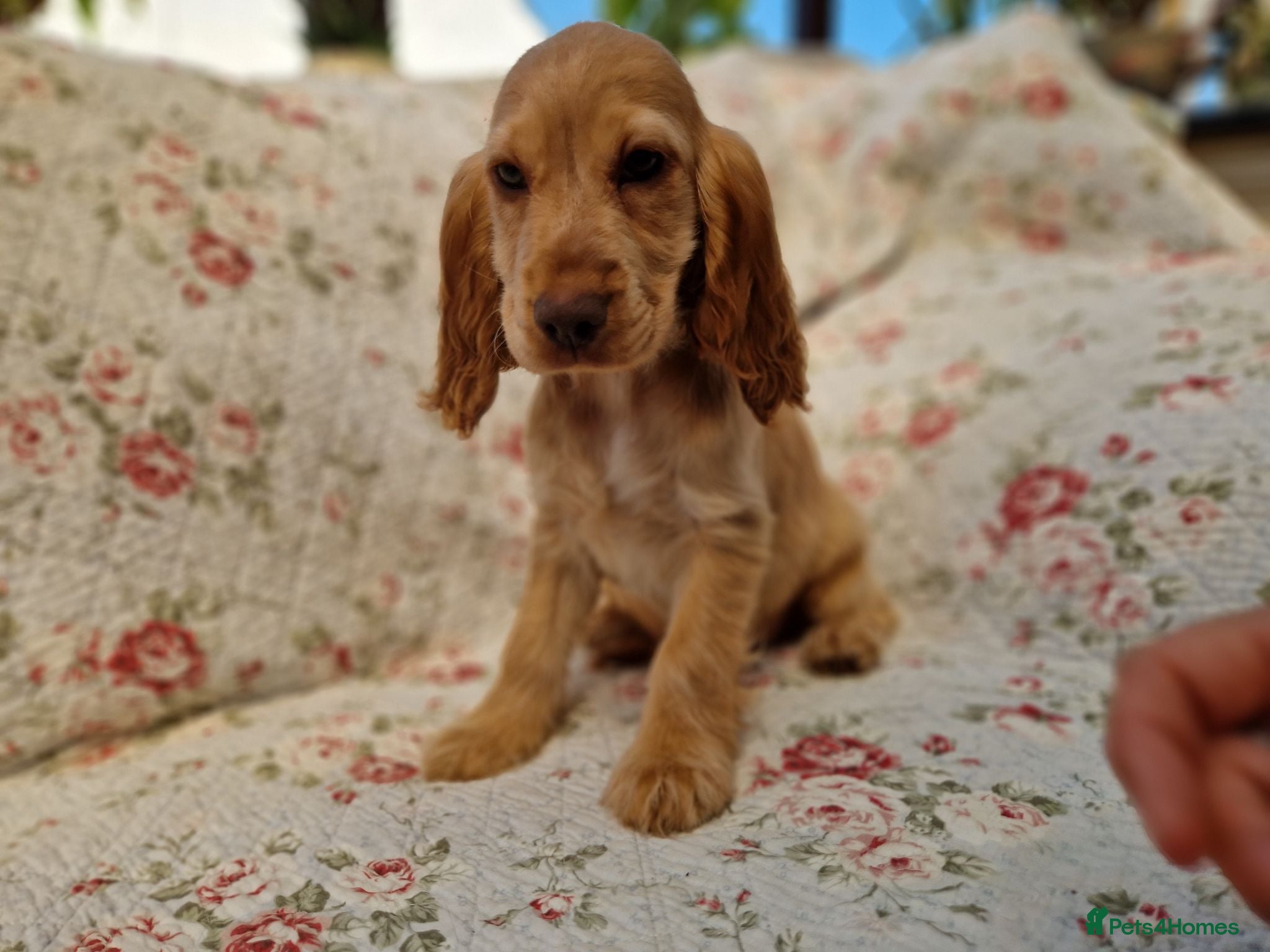 Cocker Spaniel dogs KC Pedigree Show Cocker Spaniel Puppies - Advert 1