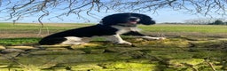 English Springer Spaniel dogs for stud: stunning black and white Springer for stud in Tewkesbury - Advert 3