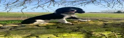 English Springer Spaniel dogs for stud: stunning black and white Springer for stud in Tewkesbury - Advert 3