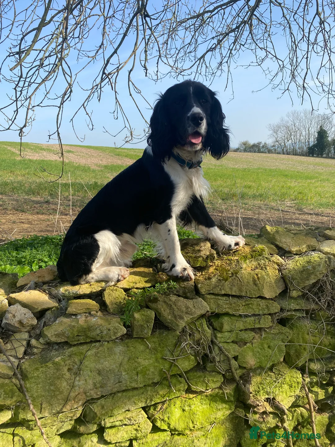 English Springer Spaniel dogs for stud: stunning black and white Springer for stud in Tewkesbury - Advert 3