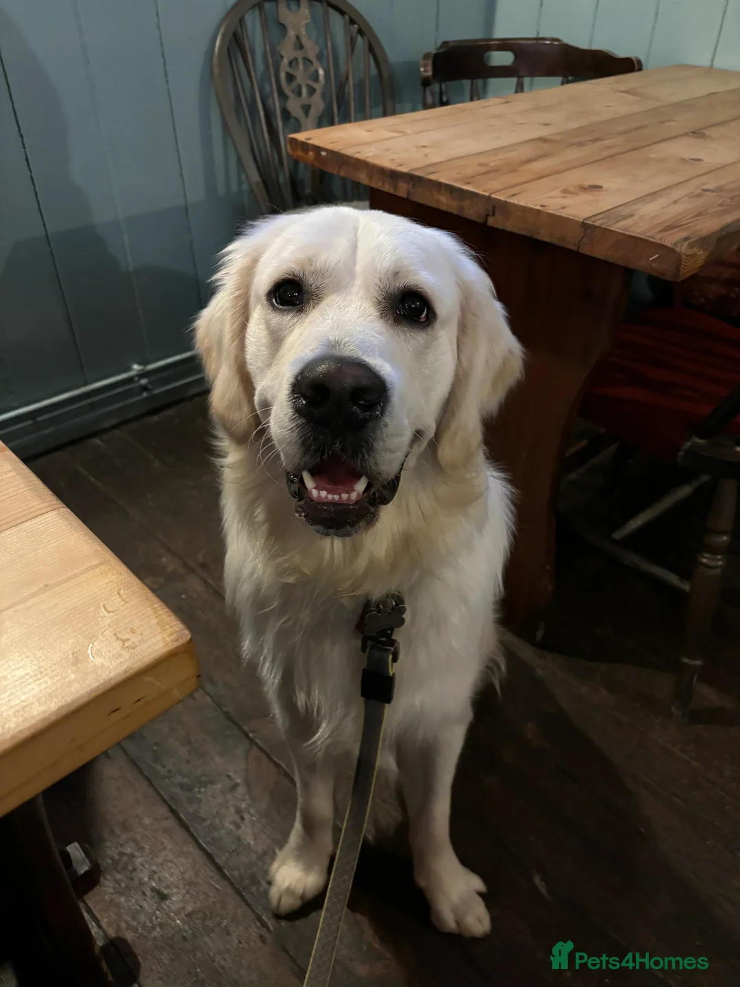 Golden Retriever dogs for stud: For stud - Advert 8