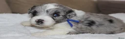 Australian Shepherd dogs for sale: Aussiedoodle puppies F1 health tested parents  - Advert 14